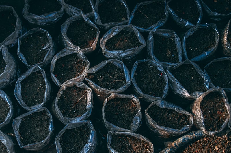 Container Plants