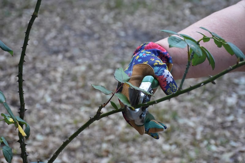 Seasonal Care